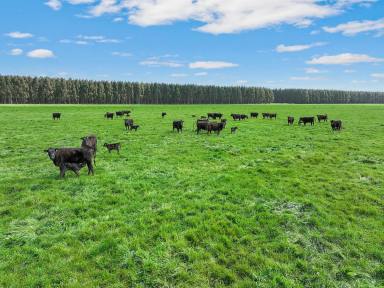 Farm Sold - VIC - Irrewillipe - 3249 - TOP CLASS COLAC DISTRICT COUNTRY  (Image 2)
