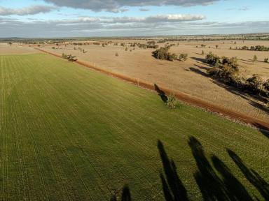 Farm For Sale - NSW - West Wyalong - 2671 - Strathaven - 687.5 Hz - 1700 Acres  (Image 2)