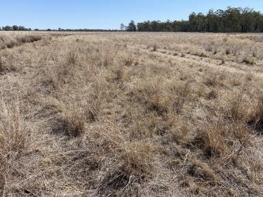 Farm Sold - QLD - Drillham - 4424 - Lifestyle, Backgrounding, Horticulture  (Image 2)