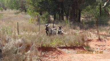 Farm For Sale - NSW - Cobar - 2835 - The Retreat  (Image 2)