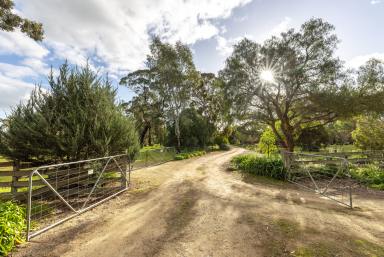 Farm For Sale - SA - Naracoorte - 5271 - NEW PRICE - An idyllic lifestyle with the perfect blend of rural serenity and urban convenience  (Image 2)