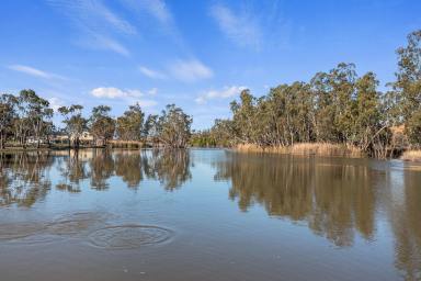 Farm Sold - SA - Wongulla - 5238 - Two titles, 18.6 Ha (46 acres), Views, 8ML of Transferable Water Licence, Workshop/Storage, Murray River frontage  (Image 2)