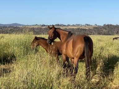 Farm For Sale - NSW - Bathurst - 2795 - Abundant Feed plus River Frontage  (Image 2)