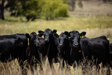 Farm Sold - NSW - Balala - 2358 - "Lindon" - Large Scale New England Grazing  (Image 2)