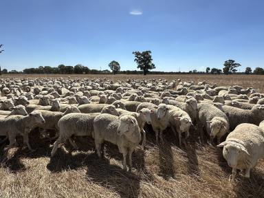 Farm For Sale - NSW - Culcairn - 2660 - Great Location For A Weekender/Start Up Block.  (Image 2)