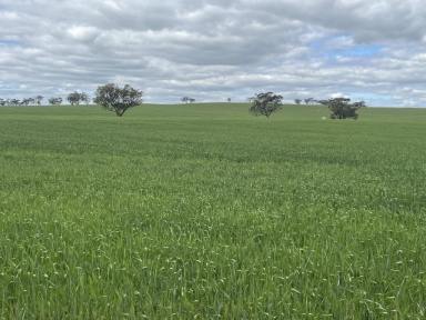 Farm Sold - WA - Buckland - 6401 - 437 Acres of Prime Avon Valley Red Loam Soil                  175.98ha (437acres)  (Image 2)