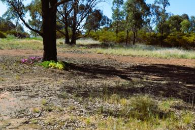 Farm Sold - NSW - Coolamon - 2701 - RARE BLOCK WITH EXCEPTIONAL VIEWS  (Image 2)