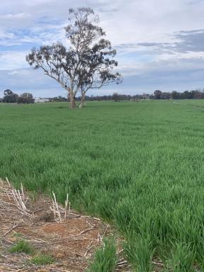 Farm Sold - VIC - Rochester - 3561 - Lot 1 - Finest quality soils.  (Image 2)