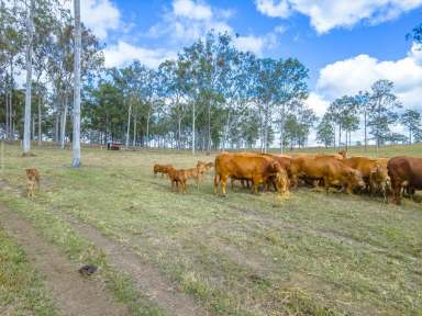 Farm Sold - QLD - Yerra - 4650 - RENOWNED YERRA DISTRICT  (Image 2)