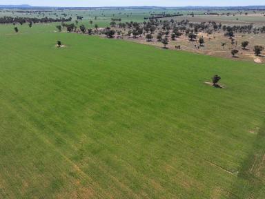 Farm Sold - NSW - Cowabbie - 2652 - EXCITING OPPORTUNITY  - 627 ACRES ASKING 1,300,000.00  (Image 2)