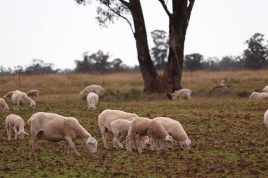 Farm For Sale - NSW - Parkes - 2870 - Owned by the same Family for 36 Years  (Image 2)