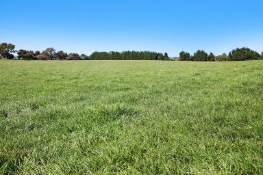 Farm Sold - VIC - Warrion - 3249 - FIRST CLASS RICH VOLCANIC COLAC DISTRICT LAND  (Image 2)