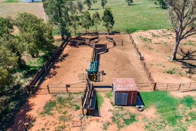 Farm Sold - NSW - Eugowra - 2806 - 1,210Acres of Reliable, Farming & Grazing!  (Image 2)