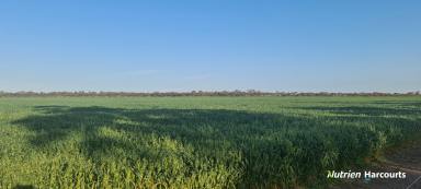 Farm Sold - WA - Ewlyamartup - 6317 - Highly Productive Property in Highly Sought After Area!  (Image 2)