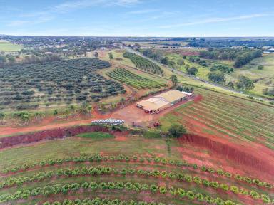 Farm For Sale - QLD - South Isis - 4660 - AVOCADO HILL  (Image 2)