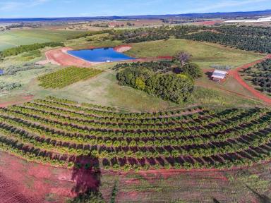 Farm For Sale - QLD - South Isis - 4660 - AVOCADO HILL  (Image 2)