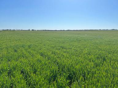 Farm For Sale - VIC - Nhill - 3418 - Prime Nhill Cropping Country! RELISTED  (Image 2)