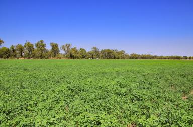 Farm For Sale - QLD - Mount Murchison - 4715 - Callide Creek Irrigation | Hay - Grain - Beef  (Image 2)