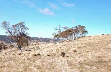 Farm Sold - NSW - Nimmitabel - 2631 - 256 Acres – Power + Building Entitlement  (Image 2)