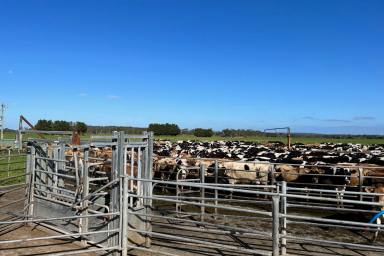 Farm Sold - VIC - Brucknell - 3268 - Blue Ribbon Dairy Country  (Image 2)