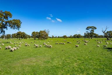 Farm For Sale - VIC - Middle Creek - 3375 - DELIGHTFUL QUALITY WESTERN VICTORIA COUNTRY  (Image 2)