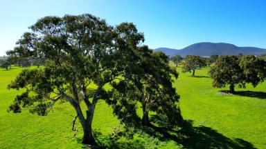 Farm For Sale - VIC - Middle Creek - 3375 - DELIGHTFUL QUALITY WESTERN VICTORIA COUNTRY  (Image 2)