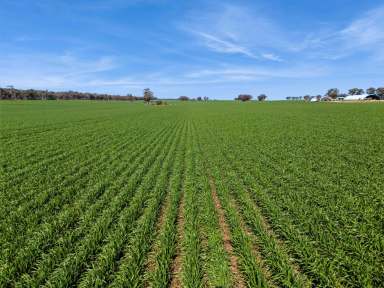 Farm For Sale - VIC - Woodvale - 3556 - Leichardt District - 1,393 acres - as a whole or 3 separate allotments  (Image 2)