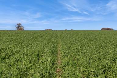 Farm For Sale - VIC - Woodvale - 3556 - Leichardt District - 1,393 acres - as a whole or 3 separate allotments  (Image 2)