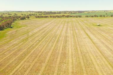 Farm For Sale - NSW - Young - 2594 - Prime Rural Block with Lifestyle Subdivision Potential  (Image 2)