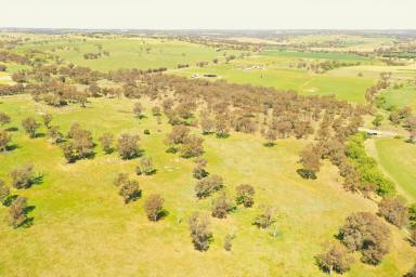 Farm For Sale - NSW - Young - 2594 - Prime Rural Block with Lifestyle Subdivision Potential  (Image 2)