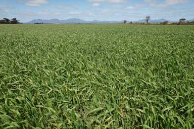 Farm Sold - WA - Borden - 6338 - Premium Dryland Cropping Opportunity  (Image 2)