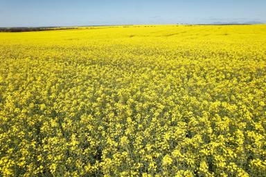 Farm For Sale - WA - Borden - 6338 - Premium Dryland Cropping Opportunity  (Image 2)