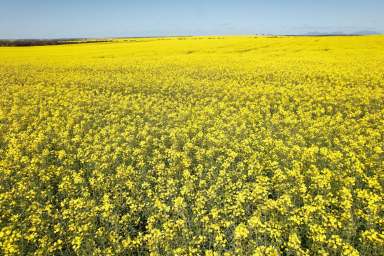 Farm Sold - WA - Borden - 6338 - Premium Dryland Cropping Opportunity  (Image 2)