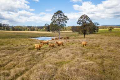 Farm For Sale - NSW - Stroud - 2425 - Recreational River Frontage  (Image 2)