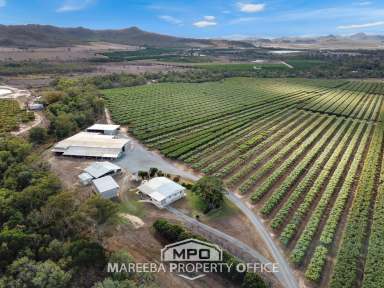 Farm For Sale - QLD - Dimbulah - 4872 - TIME FOR A TREE CHANGE - COMMERCIAL ORCHARD  (Image 2)