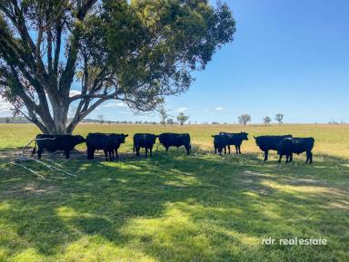 Farm For Sale - NSW - Inverell - 2360 - HORSE FACILITIES, SPACIOUS HOME & SHEDS!  (Image 2)