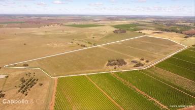 Farm For Sale - NSW - Stanbridge - 2705 - EX - VINEYARD WITH POWER & WATER ACCESS  (Image 2)