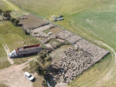 Farm For Sale - SA - Coonalpyn - 5265 - TWO TITLES IN A SAFE 17 INCH AREA CATTLE, SHEEP & CROPPING COUNTRY WITH HUGE SCOPE TO CLAY & DELVE  (Image 2)