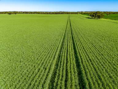 Farm Sold - SA - Coonalpyn - 5265 - 'Lamshed's' - 307 hectares renowned for production & bound for progress on 5 sections.  (Image 2)