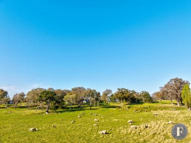 Farm Sold - NSW - Kingsvale - 2587 - SPACIOUS HOME. RURAL SETTING.  (Image 2)