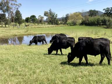 Farm Sold - NSW - Vacy - 2421 - Country Dream  (Image 2)