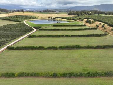 Farm For Sale - TAS - Deloraine - 7304 - Seclusion | Country | Views | Attractive farm in a desirable location  (Image 2)