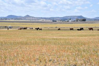 Farm Sold - QLD - Yalangur - 4352 - VALLEY VIEW 
When Quality Country, Versatility, Privacy, Views and an Irrigation License count  (Image 2)