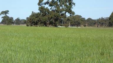 Farm For Sale - SA - Lowan Vale - 5268 - Cropping/Grazing & Lifestyle block  (Image 2)