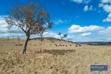 Farm Sold - NSW - Armidale - 2350 - Held since 1869, this is the quintessential rare opportunity  (Image 2)