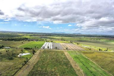 Farm For Sale - QLD - Mount Kelly - 4807 - 49.42 Acre - Cropping Property at Mt Kelly with Irrigation  (Image 2)