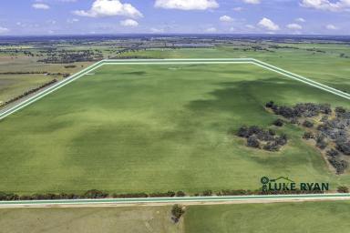 Farm For Sale - NSW - Moama - 2731 - RURAL FARMLAND ON EDGE OF MOAMA (384 ACRES)  (Image 2)