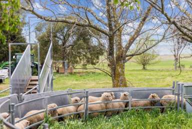 Farm Sold - NSW - Murrumbateman - 2582 - Productive Sub-Dividable Land, 40mins*  from Canberra CBD  (Image 2)