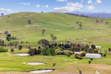 Farm Sold - NSW - Murrumbateman - 2582 - Productive Sub-Dividable Land, 40mins*  from Canberra CBD  (Image 2)