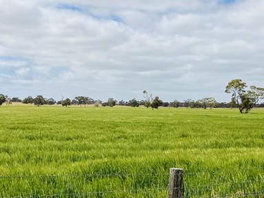 Farm For Sale - SA - Sherwood - 5267 - Quality Cropping & Grazing  (Image 2)